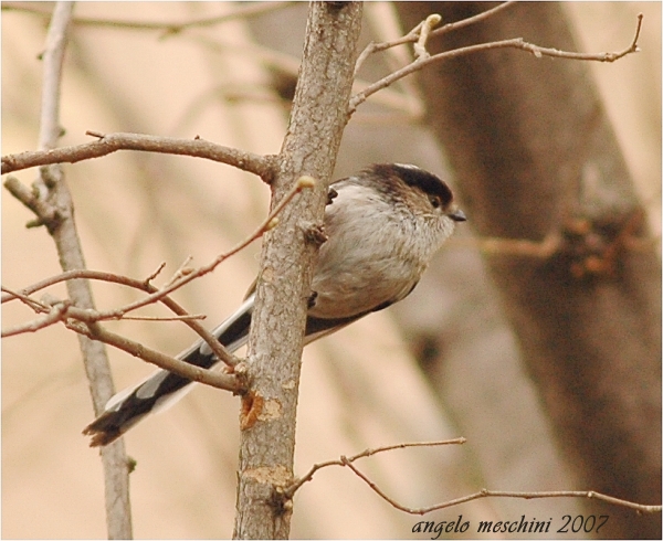 Codibugnolo - Aegithalos caudatus